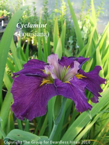Cyclamint (1)